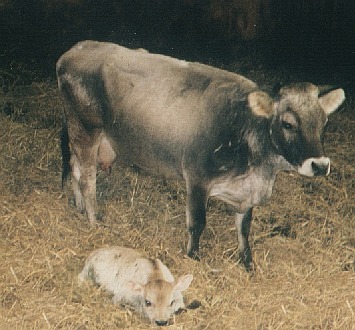 Mutterkuh mit neu geborenem Kalb